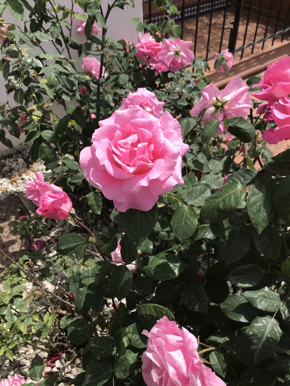 Pink rose bush with blooming flowers and green leaves in a sunny garden
