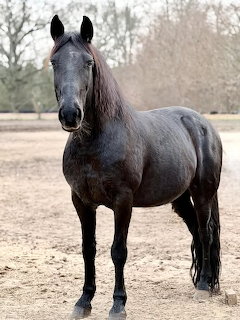 Black Horse Portrait
