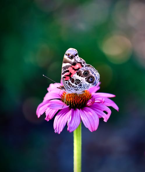 Patterned butterfly perched on a pink coneflower with a blurred green background
