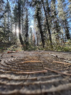 Forest Sun Through Trees