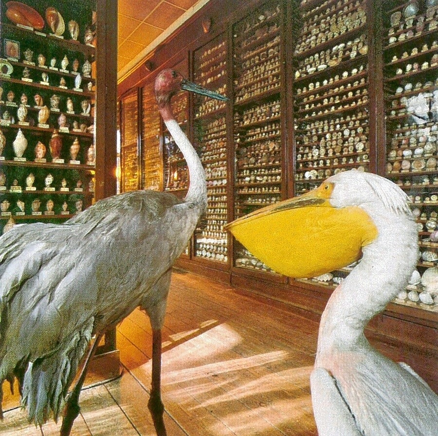 Two pelicans in a museum interior with tall display cabinets filled with shells
