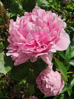 Pink Peony Blooming