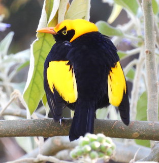 Regent bowerbird with bright yellow and black feathers perched on a thin branch