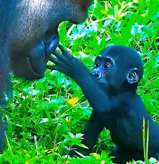 Baby Gorilla with Mother