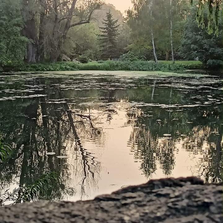 Forest pond with lily pads and tree reflections in calm water