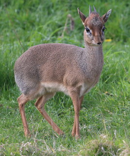 Small dik-dik antelope with horns standing on green grass