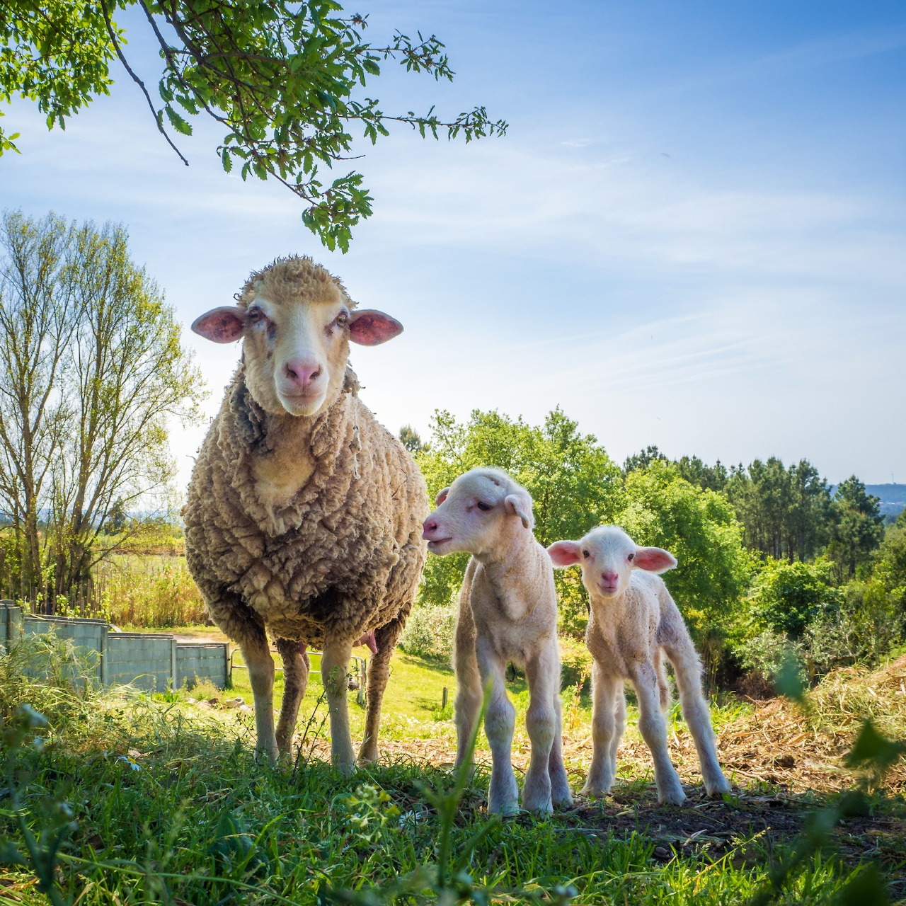 Sheep with Lambs