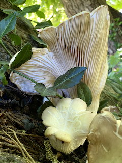 Close-up of white oyster mushrooms growing on a tree trunk with green leaves around them.