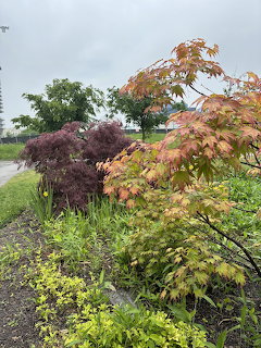 Japanese maple trees with orange and purple leaves in a garden bed on a cloudy day