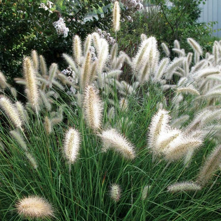 White fountain grass plumes growing in a lush green garden
