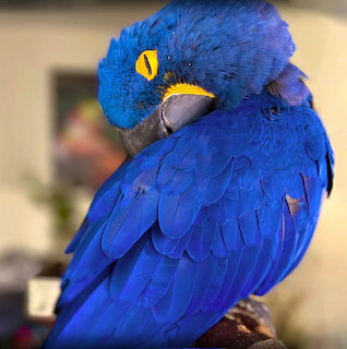 Hyacinth Macaw Napping