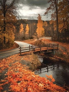 Wooden bridge over a leaf-covered stream beside a winding road surrounded by autumn trees
