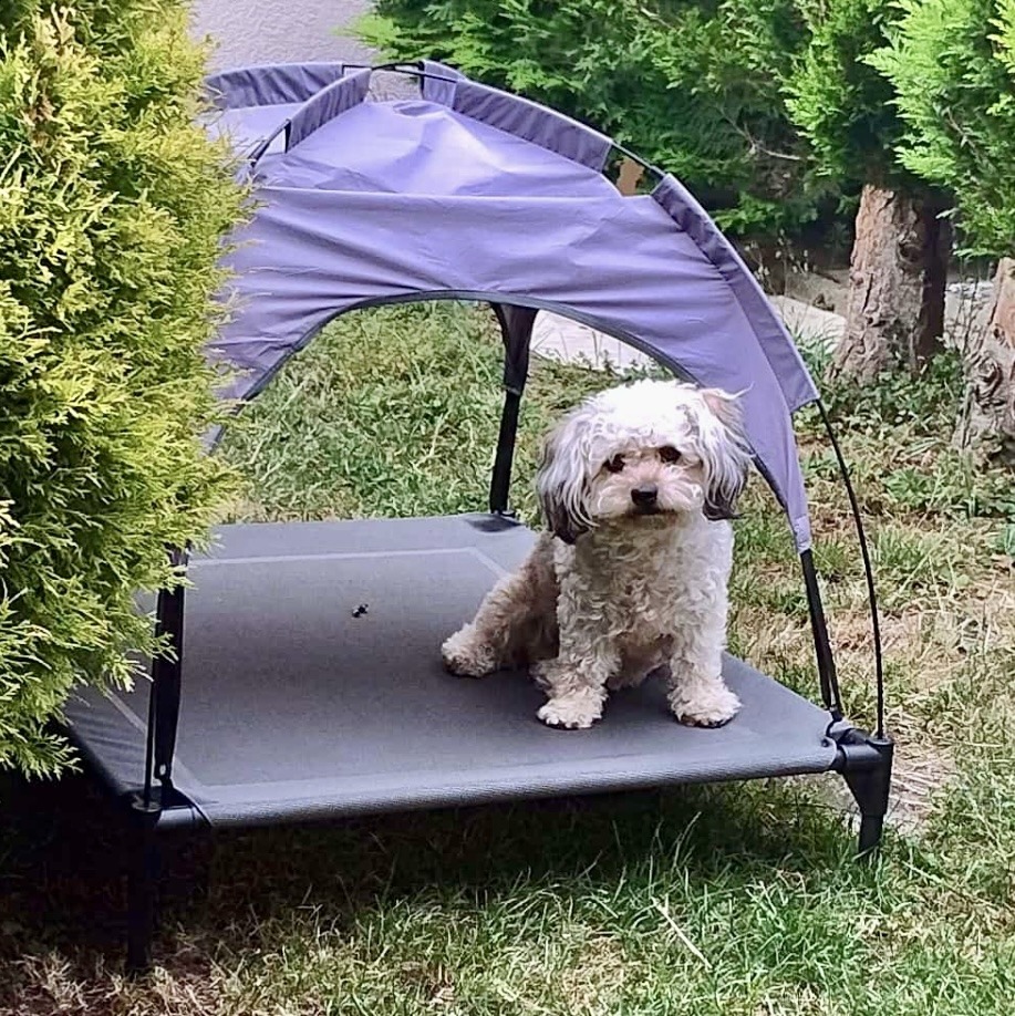 Small white dog sitting on a raised pet bed with purple canopy in a garden