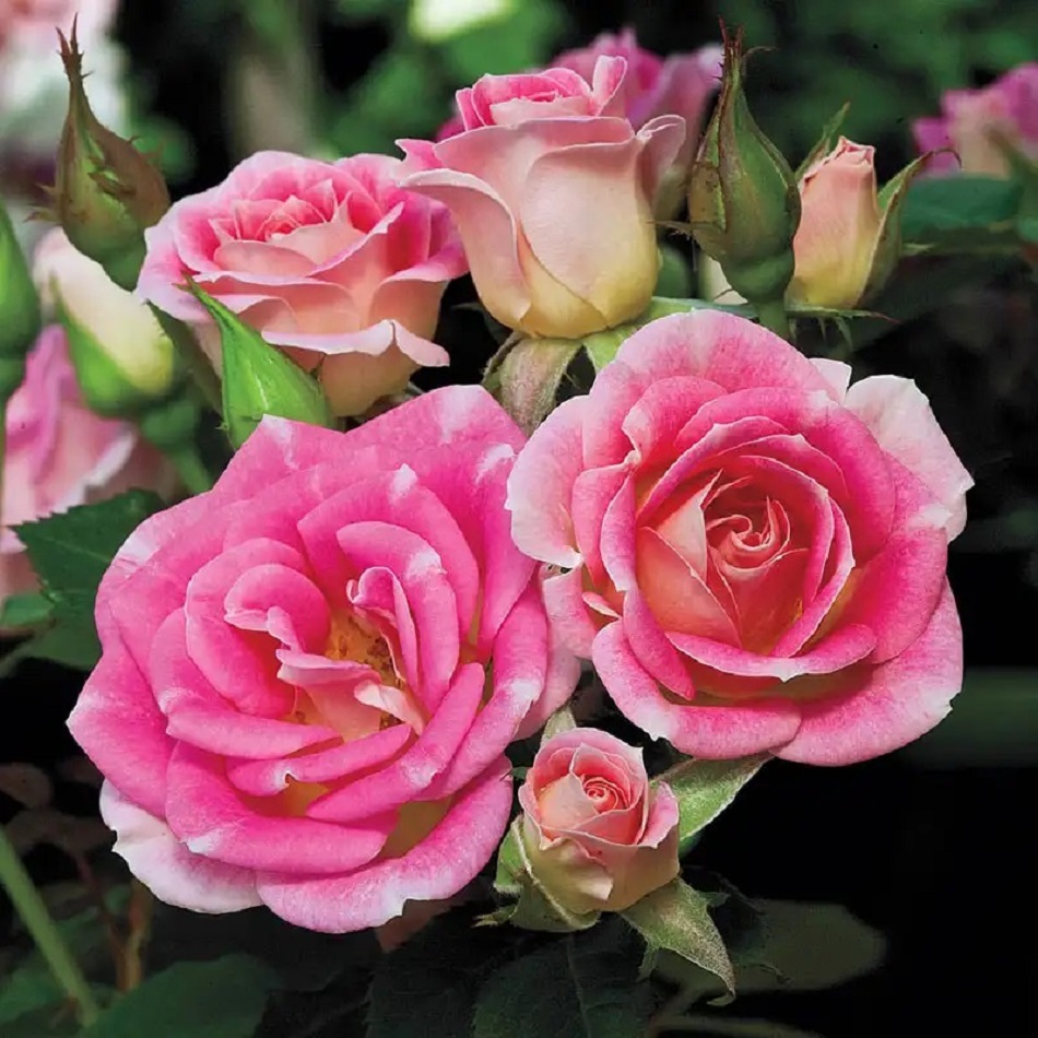 Pink roses in bloom with green leaves and buds on dark background