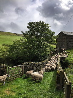 Flock of sheep along a stone wall beside a stone barn and large tree in green countryside