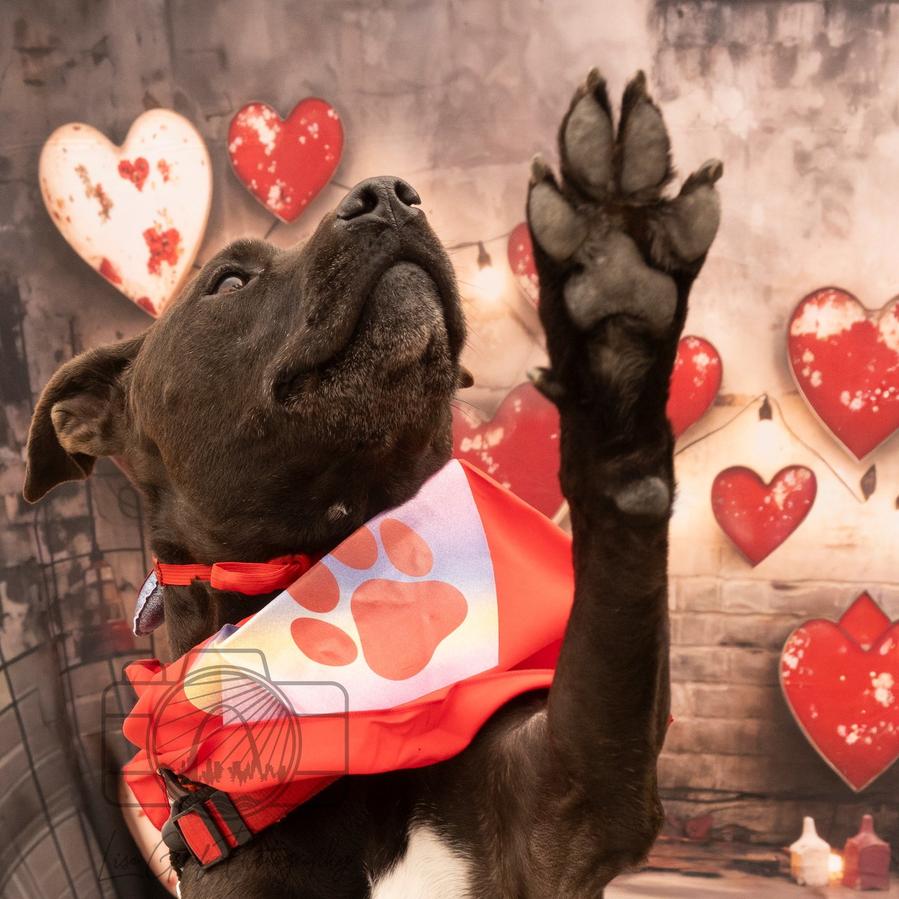 Black and white dog with white chest raising paw, profile view against hearts background