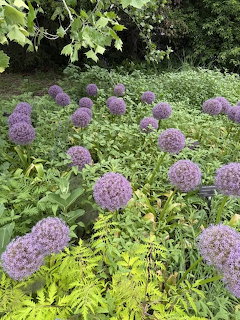 Purple spherical allium flowers in a garden with green foliage and ferns
