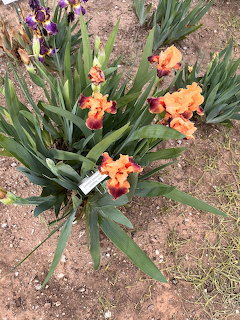 Orange Bearded Iris Flowers