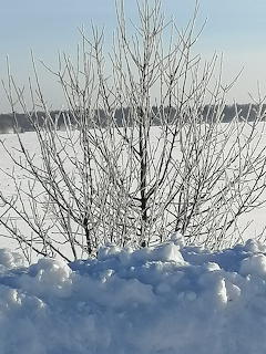 Bare tree with thin branches surrounded by fresh snow under a clear winter sky