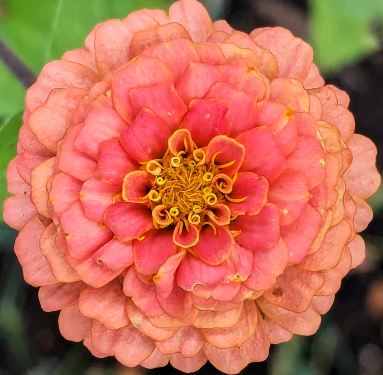 Orange Zinnia Flower