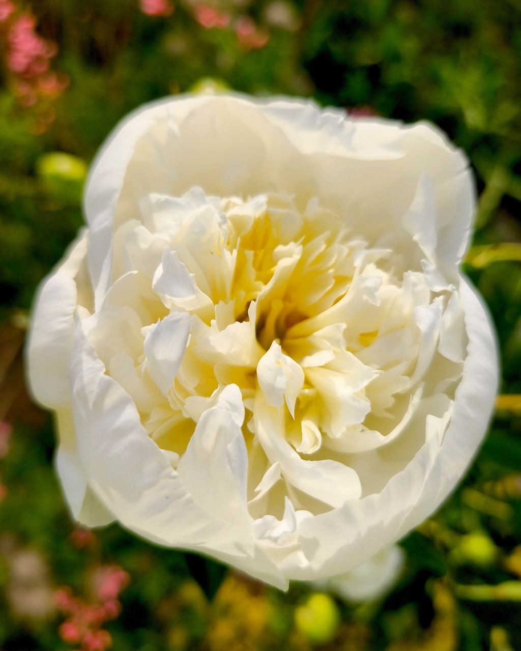Close-up of a large white peony flower in full bloom with a soft yellow center in a garden setting