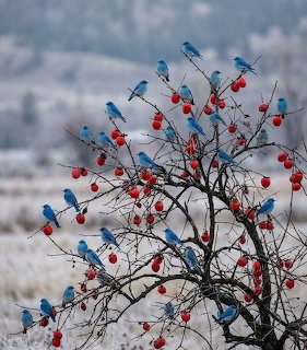 Several eastern bluebirds perched on a leafless berry tree in a wintry field