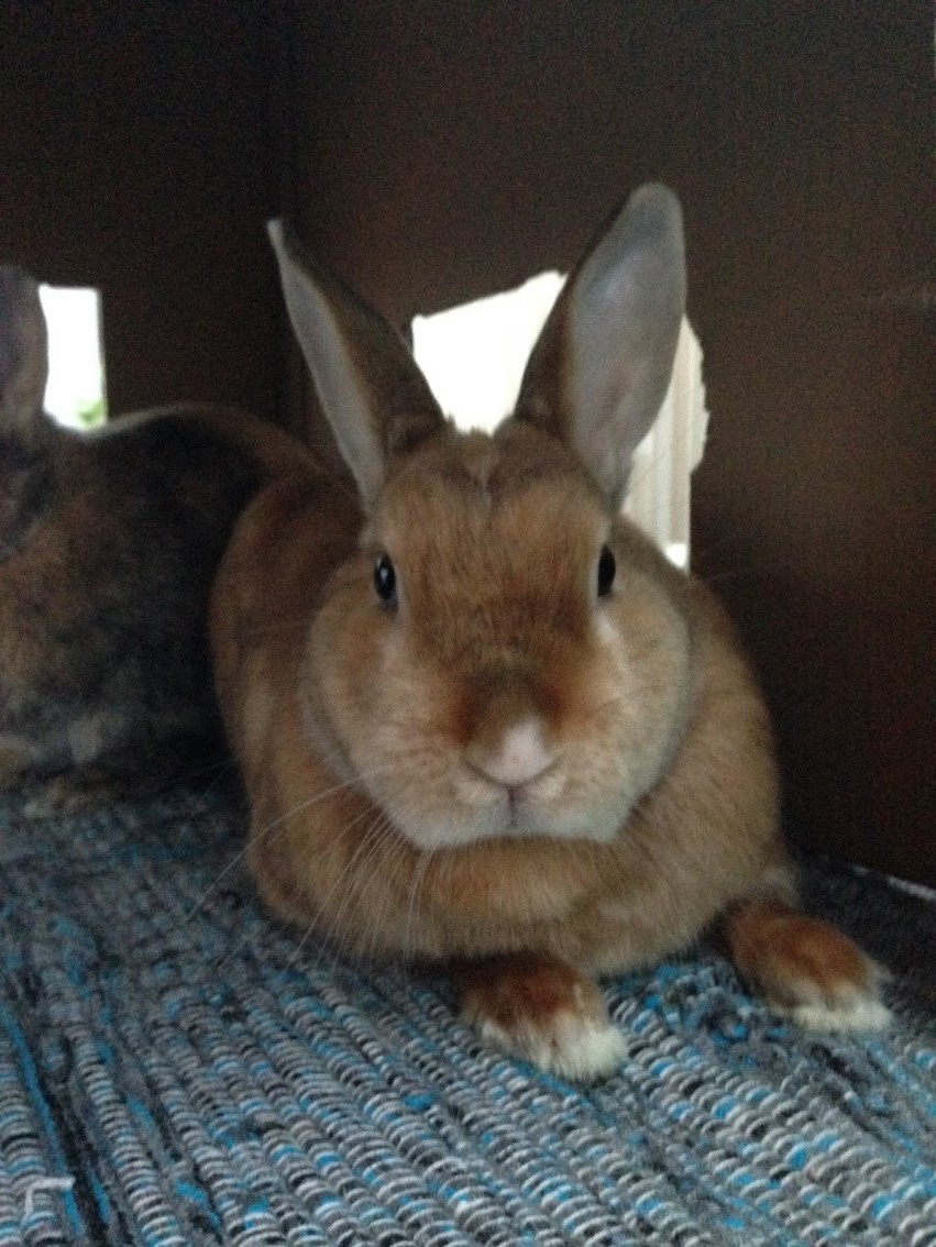 Brown rabbit with upright ears sitting on a blue knitted blanket inside a wooden enclosure