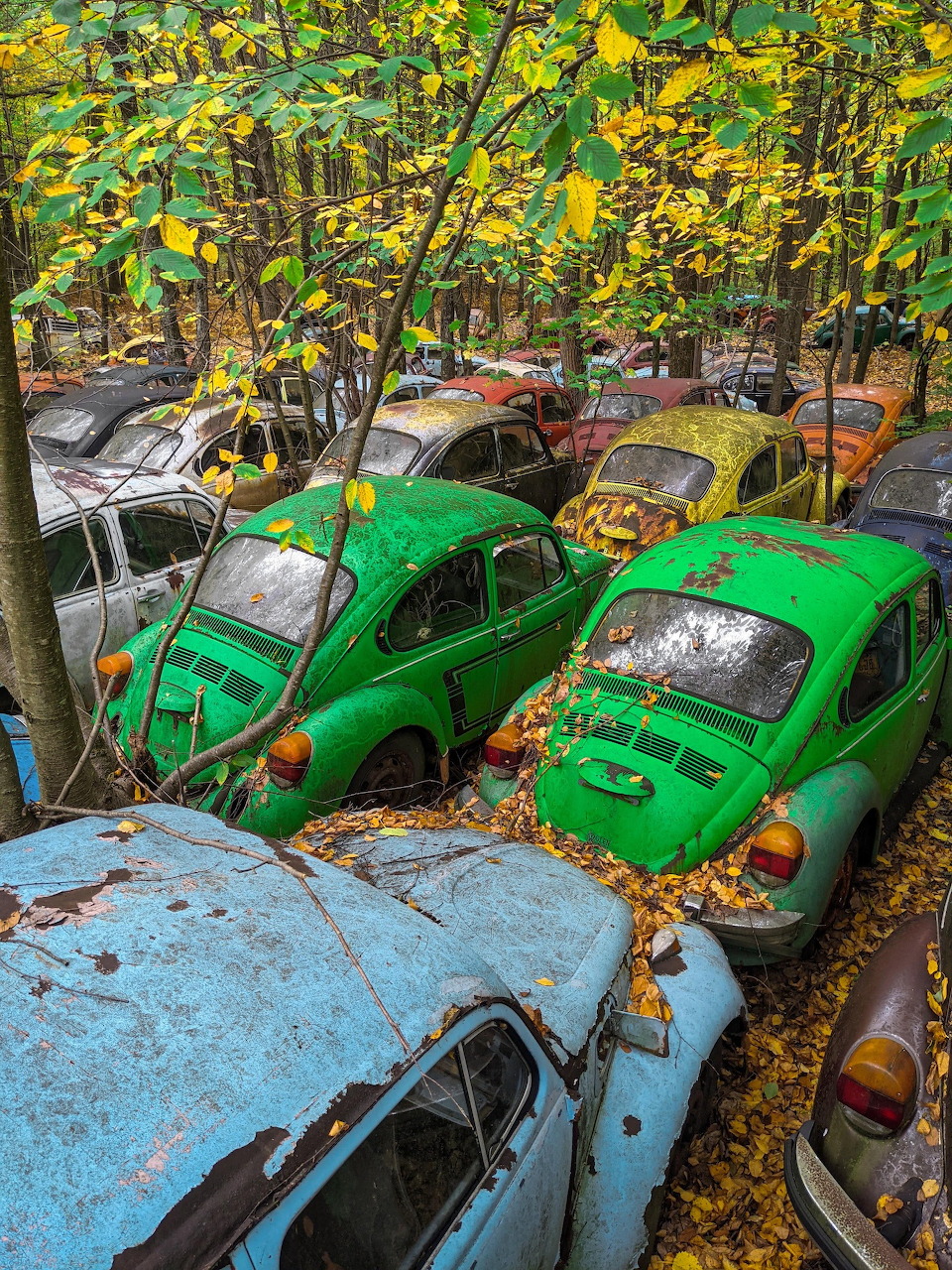 Abandoned Volkswagen Beetles rusting in a wooded area with autumn leaves