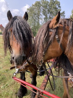 Draft Horses in Harness
