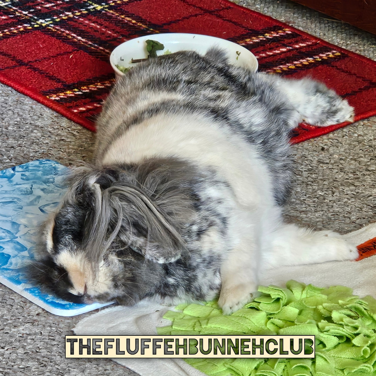 Grey and white lop-eared buny lying on its side on a red plaid blanket indoors