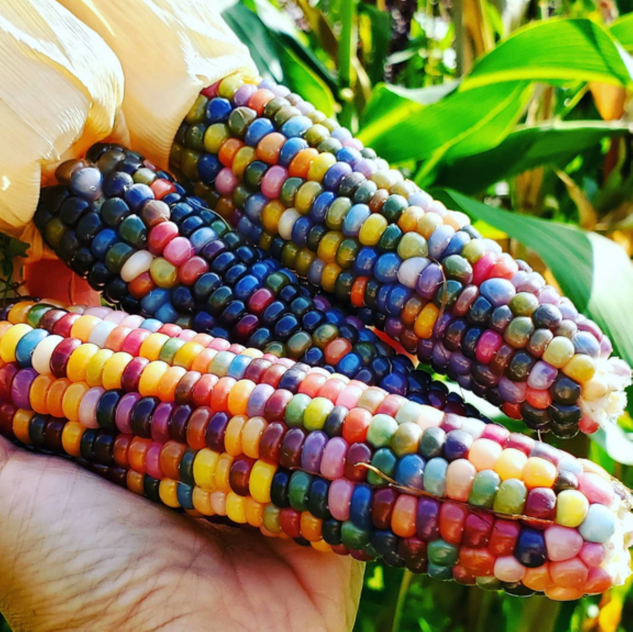 Colored Corn on the Cob