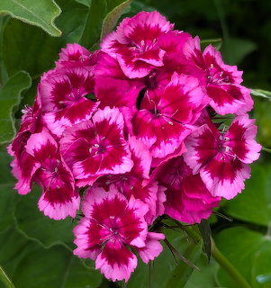 Pink Bartnelke Flowers
