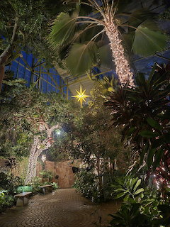 Palm tree wrapped in Christmas lights in tropical garden at night with star decorations