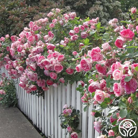 Pink roses cascading over white picket fence in garden