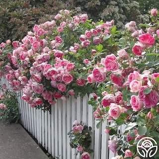 Pink Roses on White Fence