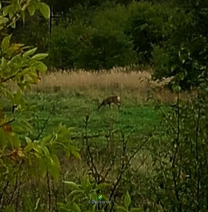 A fox walking through a grassy meadow clearing bordered by green trees and shrubs