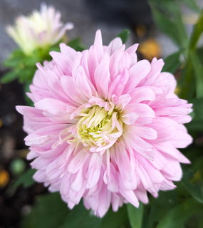 Close-up of a pink aster flower with many layered petals and a pale center