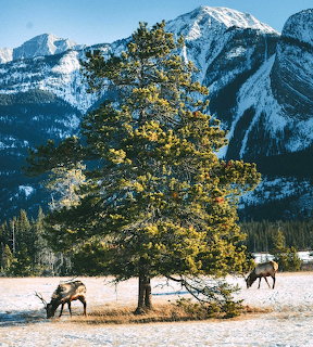 Elk Grazing Near Mountain Pine