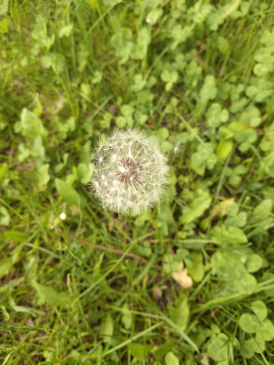 White dandelion seed head in green grass