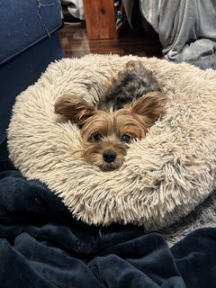 Yorkshire Terrier puppy curled up in a fluffy round pet bed surrounded by soft blankets