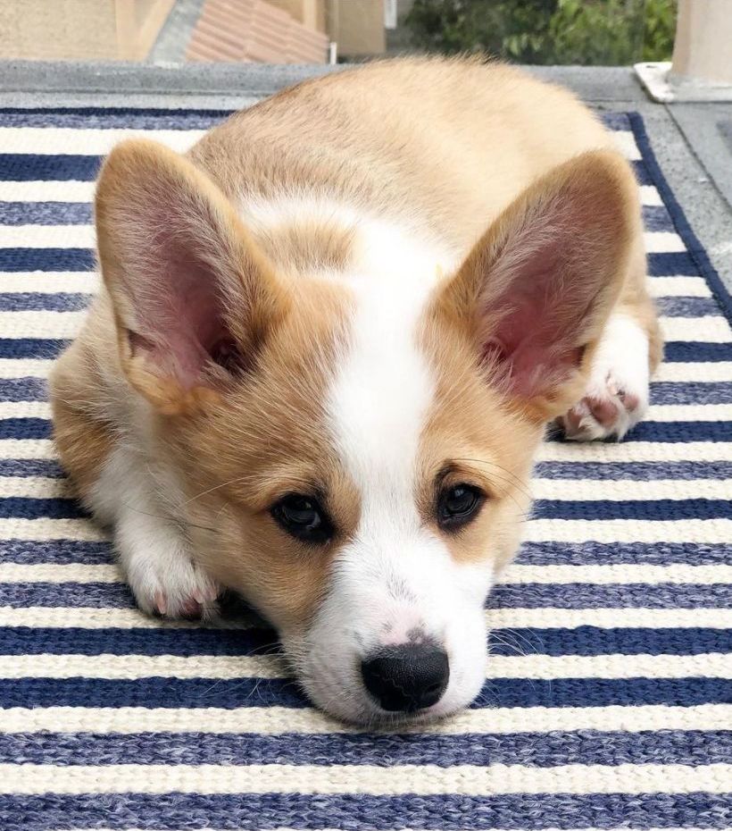 Pembroke Welsh Corgi dog portrait with perked ears