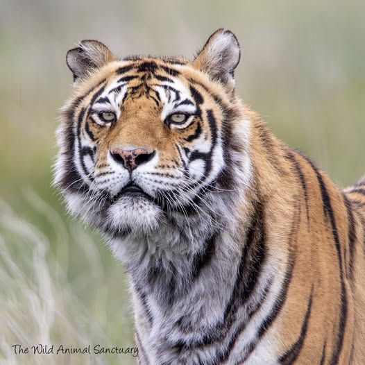 Close-up of a tiger standing in grass and looking forward