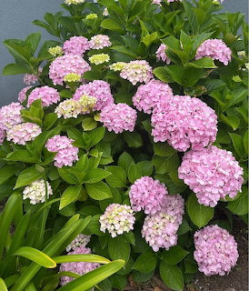 Pink and white hydrangea flowers with green leaves in garden