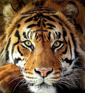 Close-up of a tiger face with striking yellow-green eyes and orange-black striped fur