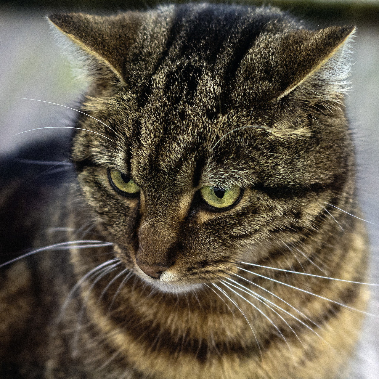 Close-up portrait of a tabby cat with yellow-green eyes and striped fur looking at camera