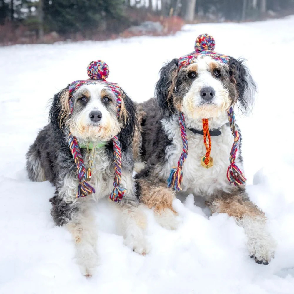 Two Dogs in Snow