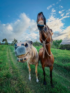 Brown horse and white dog standing side by side in green field under cloudy blue sky