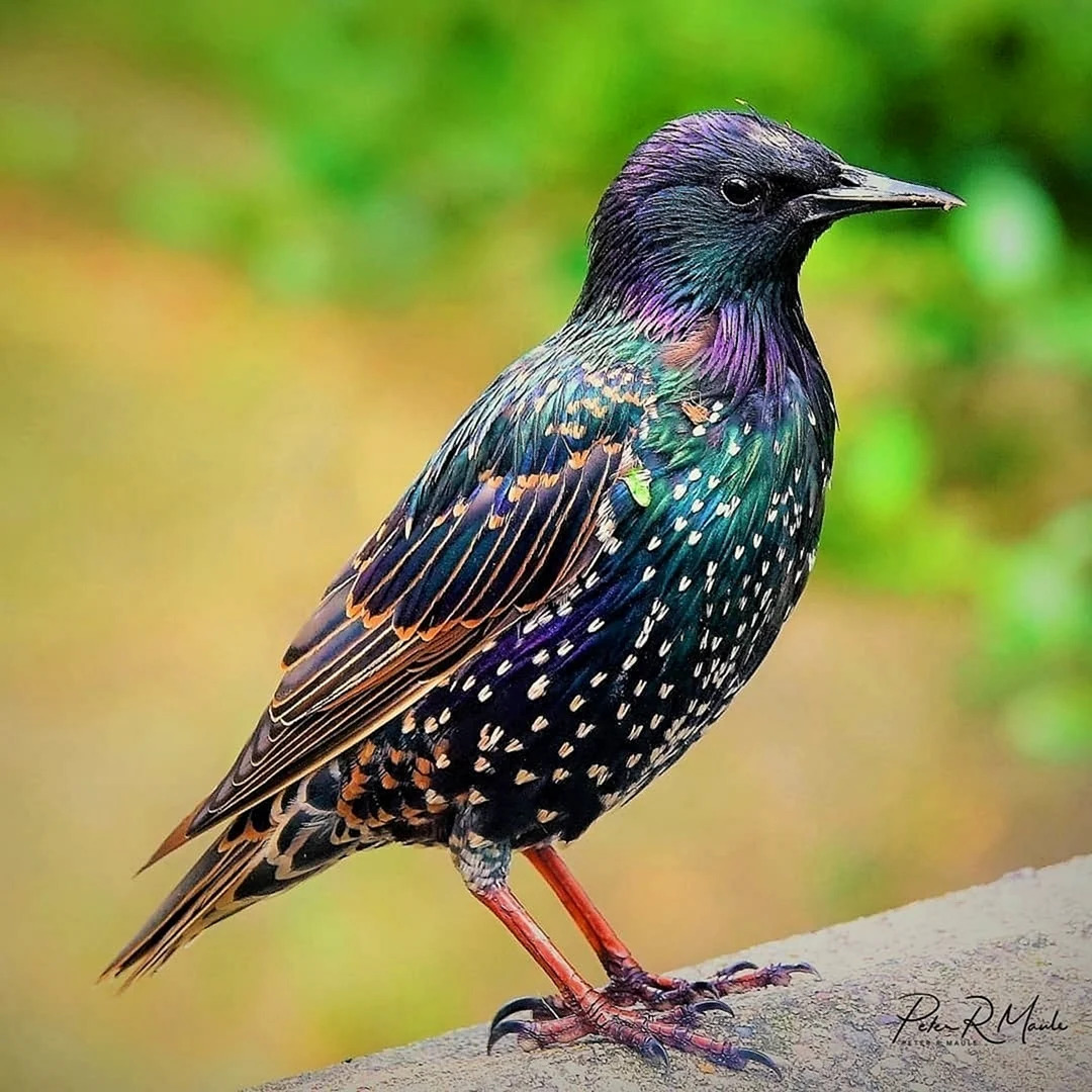 Iridescent European starling with colorful speckled plumage perched on a stone ledge