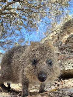 Close-up of a quokka standing on rocky ground with trees and blue sky behind it