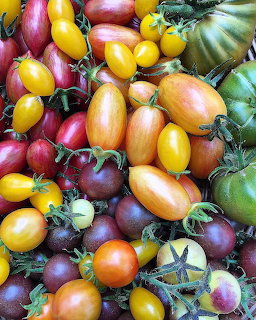 Colorful heirloom tomatoes of various sizes and colors including yellow, red, orange, purple, and green
